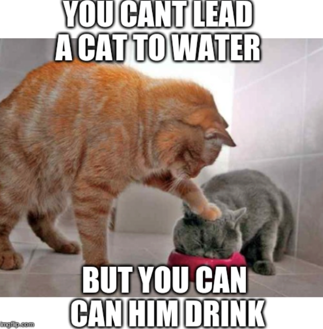 imgflip.com YOU CANT LEAD A CAT TO WATER BUT YOU CAN CAN HIM DRINK