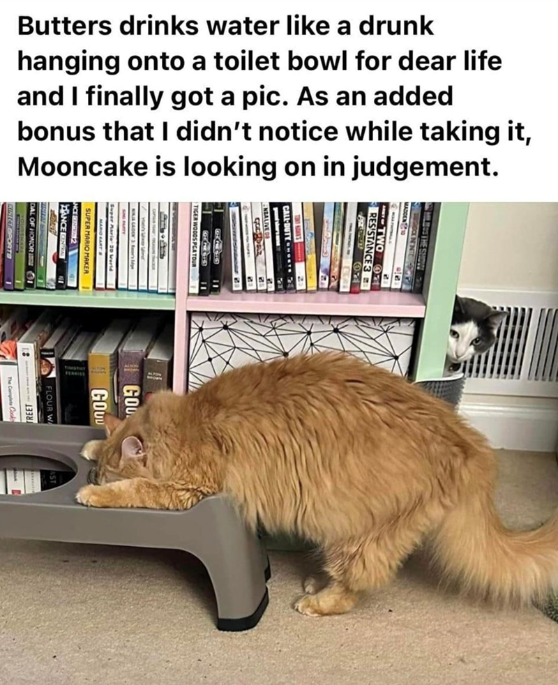 3 RESISTANCE 3 TWO O Butters drinks water like a drunk hanging onto a toilet bowl for dear life and I finally got a pic. As an added bonus that I didn't notice while taking it, Mooncake is looking on in judgement. ER MARIO MAKER I DANCE CENTRAL NCE CENTRE 2 DAL OF HONOR KINECT SPORTB CALL-DUTY-HORTS TIMOTHY TOW FERRISS GOO GOUD FLOUR W TREET-