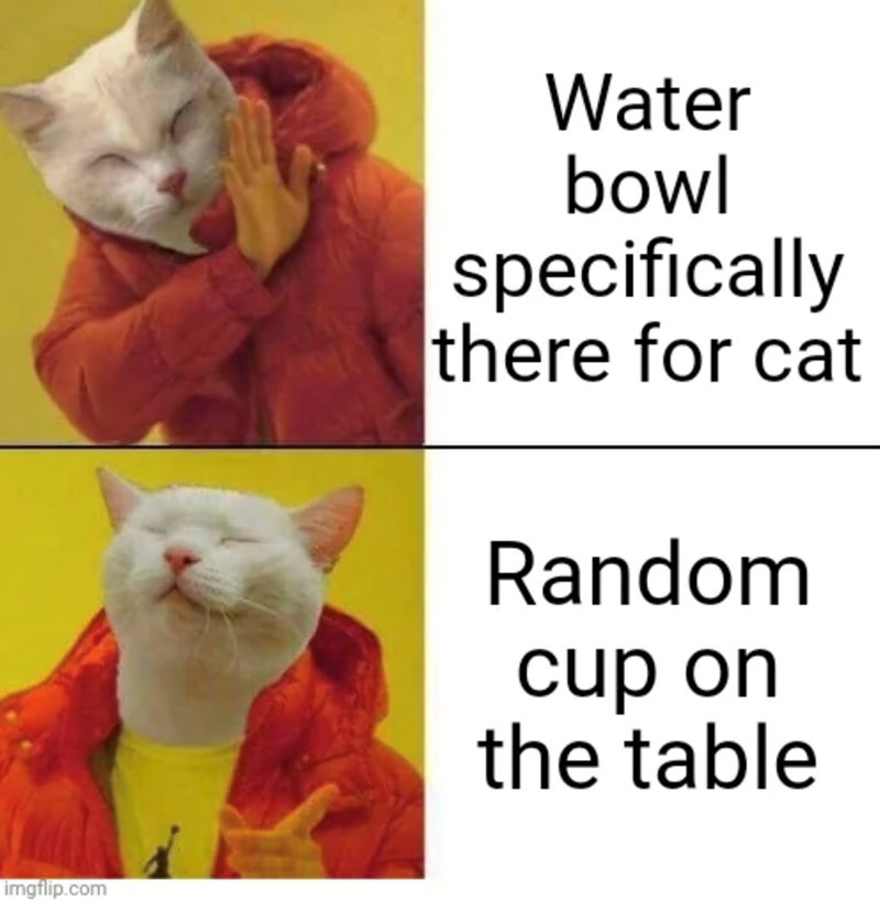 imgflip.com Water bowl specifically there for cat Random cup on the table