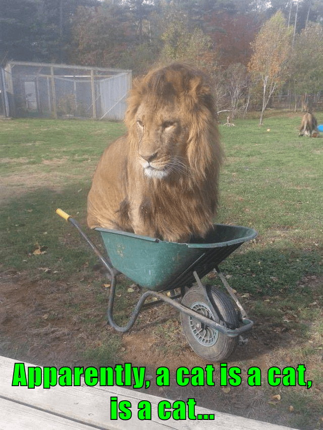 Cheezburger Image 10618109952