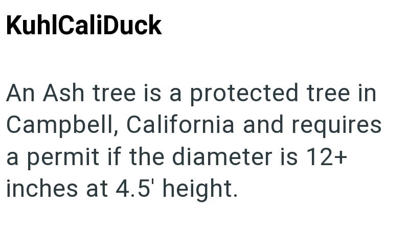 KuhlCaliDuck An Ash tree is a protected tree in Campbell, California and requires a permit if the diameter is 12+ inches at 4.5' height.