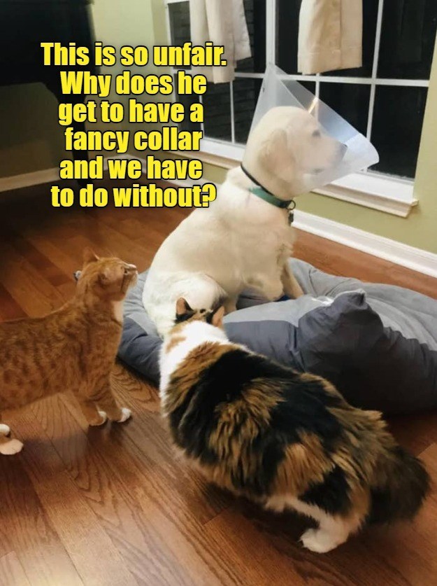 Cheezburger Image 10618119168