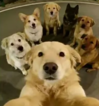 Cheezburger Image 10618131968