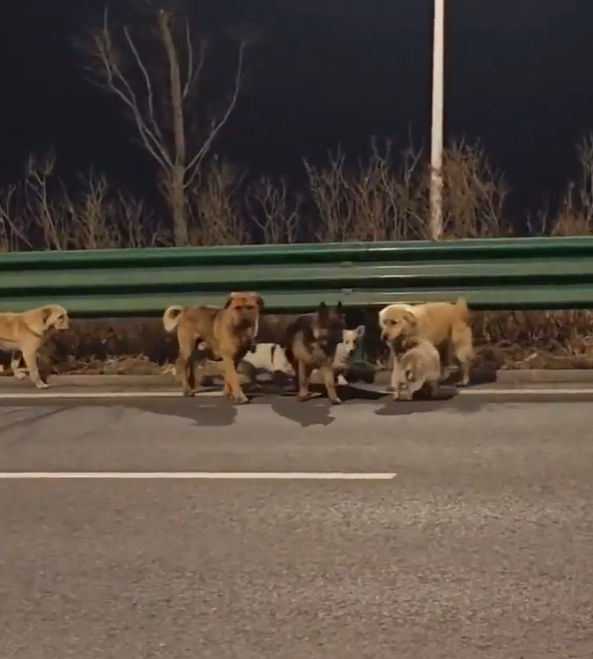 Cheezburger Image 10618132224