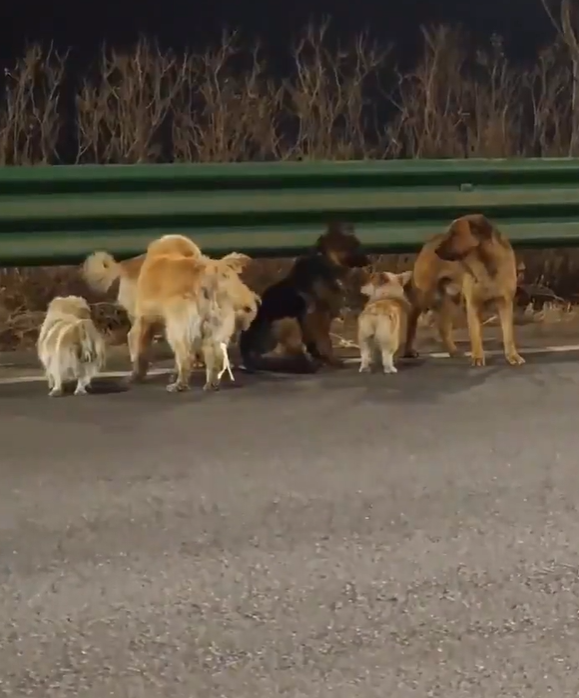 Cheezburger Image 10618132736