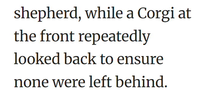 shepherd, while a Corgi at the front repeatedly looked back to ensure none were left behind.