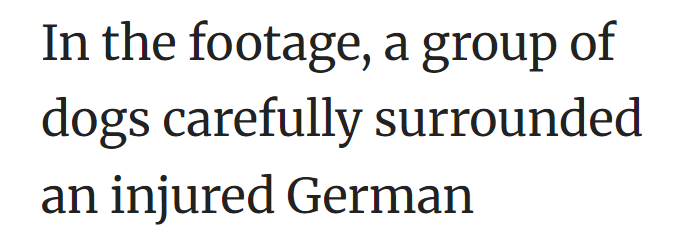 In the footage, a group of dogs carefully surrounded an injured German