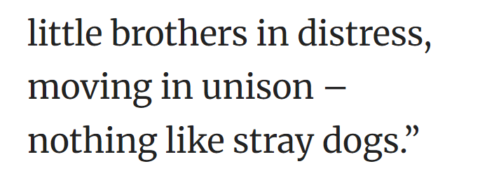little brothers in distress, moving in unison – nothing like stray dogs."
