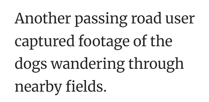 Another passing road user captured footage of the dogs wandering through nearby fields.