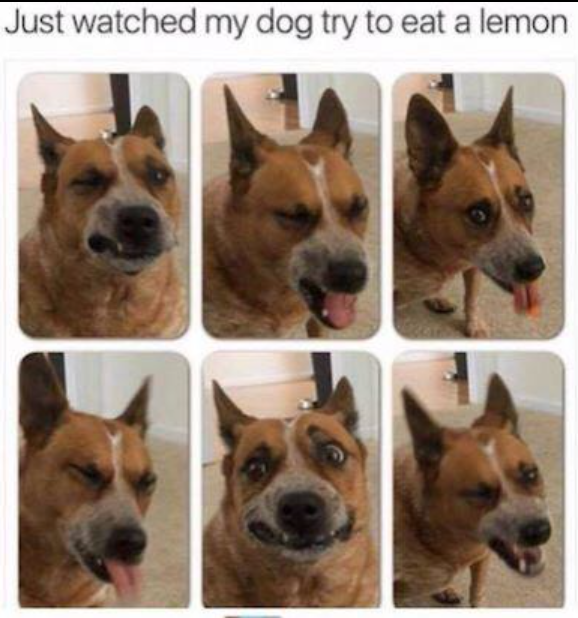 Just watched my dog try to eat a lemon