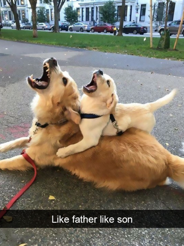 Like father like son