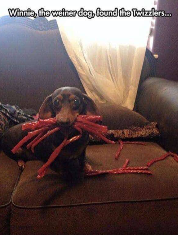 Winnie, the weiner dog, found the Twizzlers...