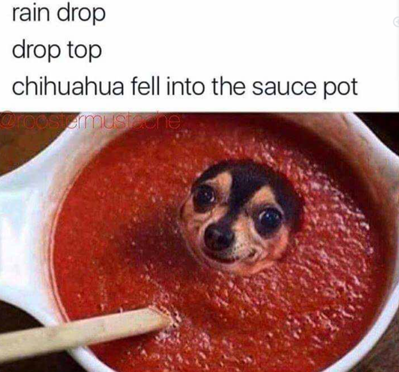 rain drop drop top chihuahua fell into the sauce pot @roostermustache