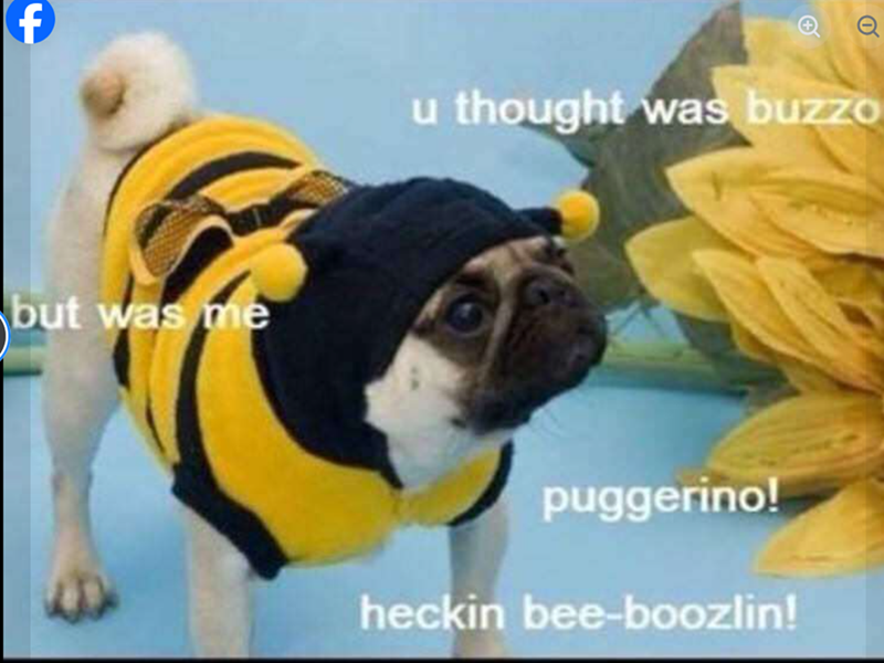 f u thought was buzzo but was me puggerino! heckin bee-boozlin!