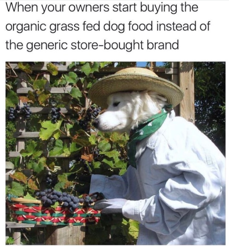 When your owners start buying the organic grass fed dog food instead of the generic store-bought brand