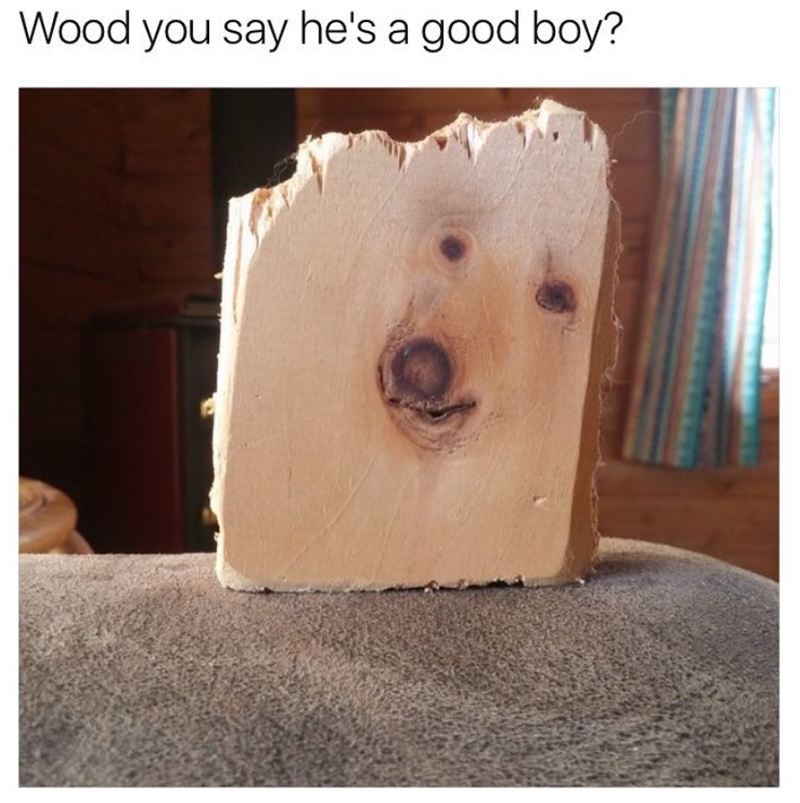 Wood you say he's a good boy?