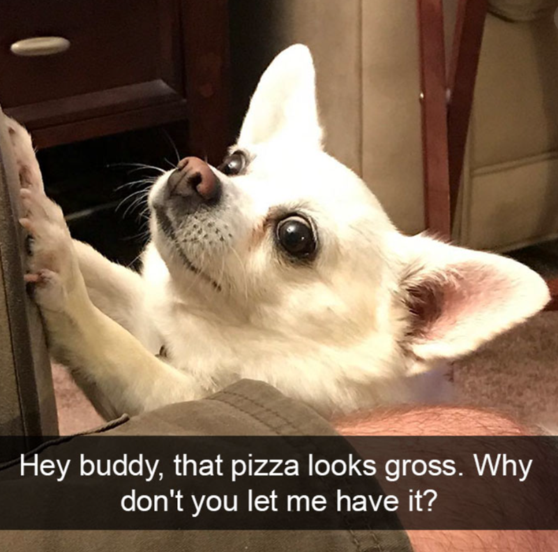 Hey buddy, that pizza looks gross. Why don't you let me have it?