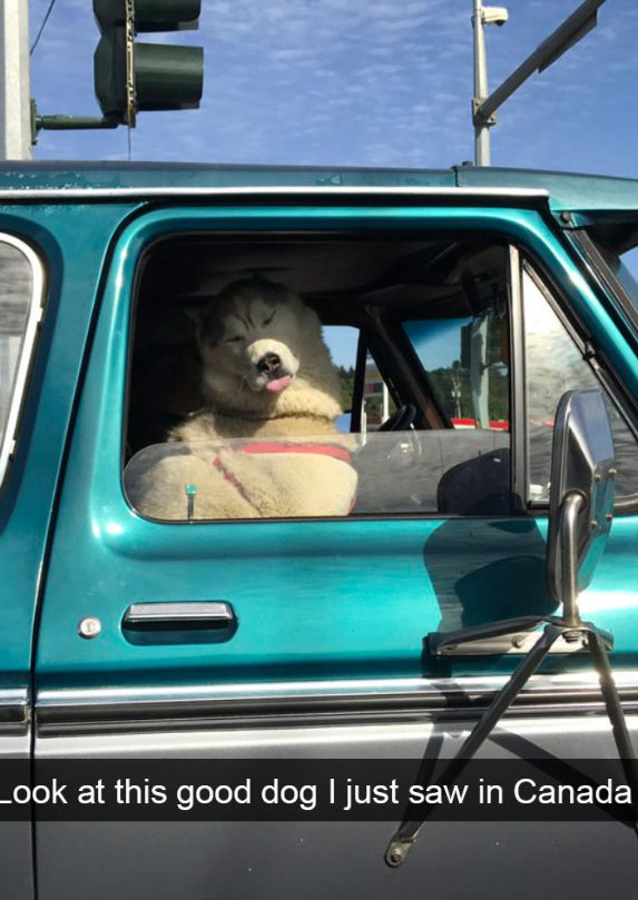 Look at this good dog I just saw in Canada