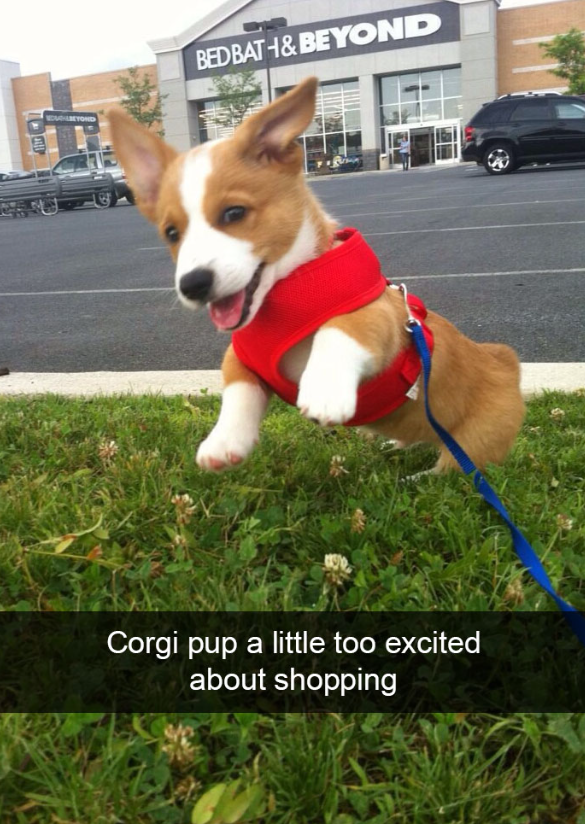 LEYOND BED BATH&BEYOND Corgi pup a little too excited about shopping