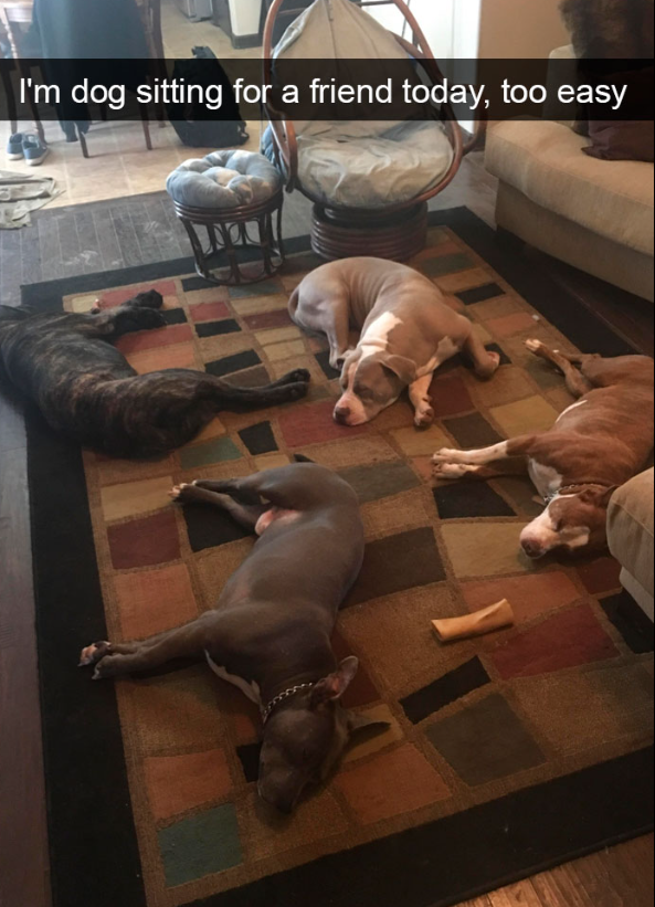 I'm dog sitting for a friend today, too easy