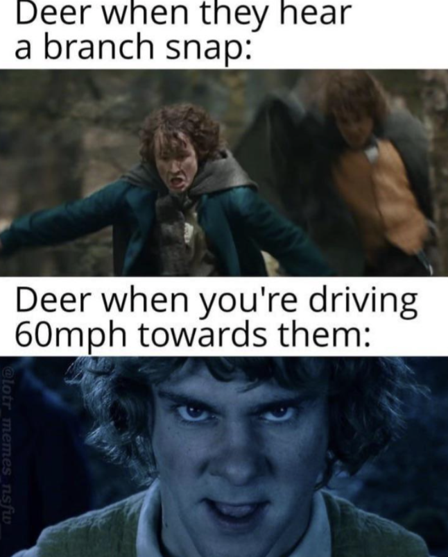 Deer when they hear a branch snap: Deer when you're driving 60mph towards them: @lotr_memes_nsfw