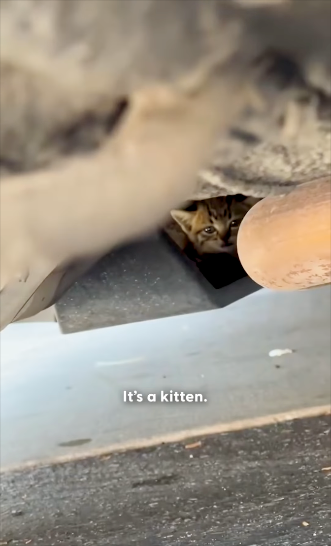 It's a kitten.