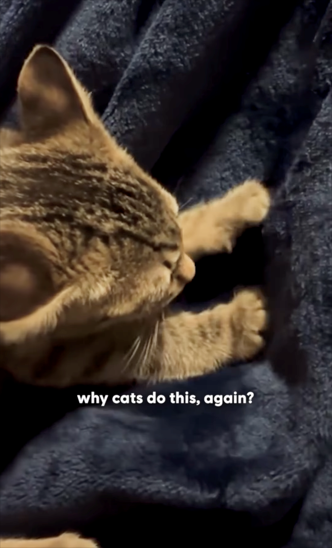 why cats do this, again?