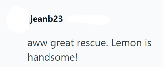 jeanb23 aww great rescue. Lemon is handsome!