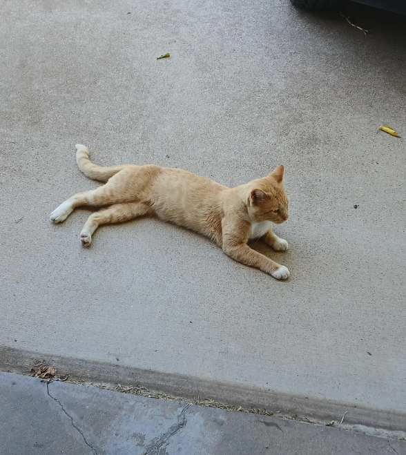 Cheezburger Image 10618196992