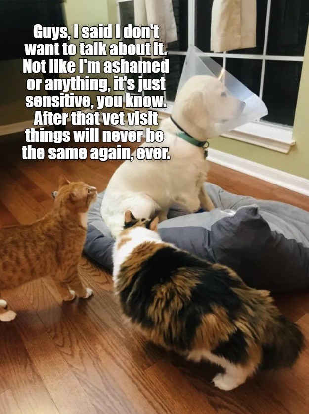 Cheezburger Image 10618200576