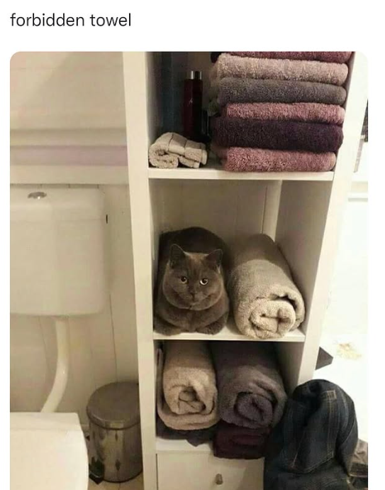 forbidden towel