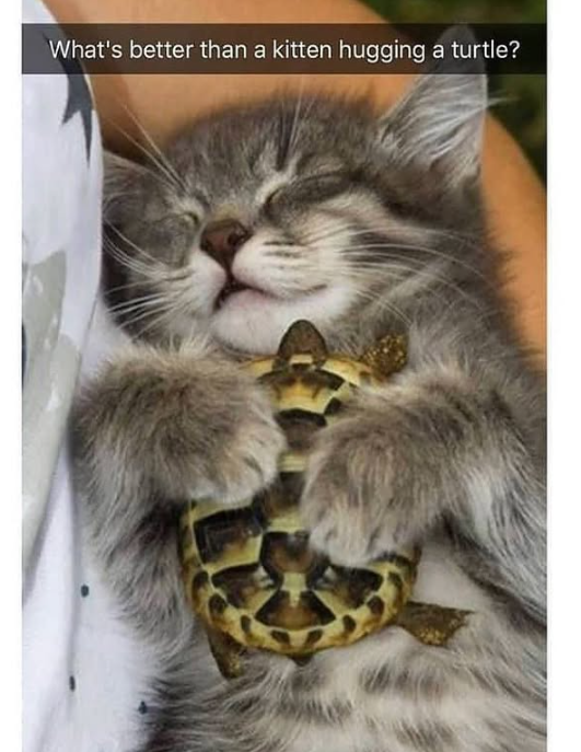 What's better than a kitten hugging a turtle?
