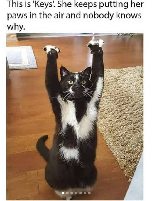 This is 'Keys'. She keeps putting her paws in the air and nobody knows why.