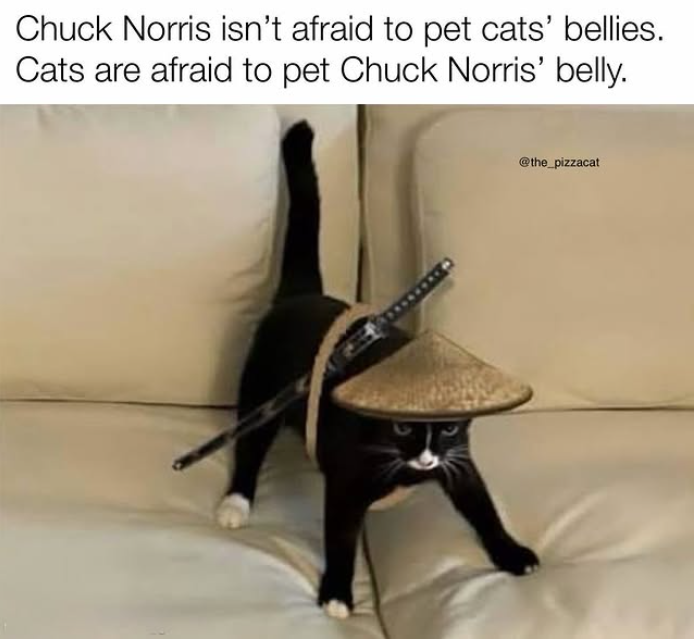 Chuck Norris isn't afraid to pet cats' bellies. Cats are afraid to pet Chuck Norris' belly. @the_pizzacat