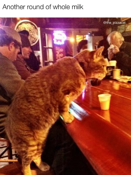 Another round of whole milk -20 @the_pizzacat