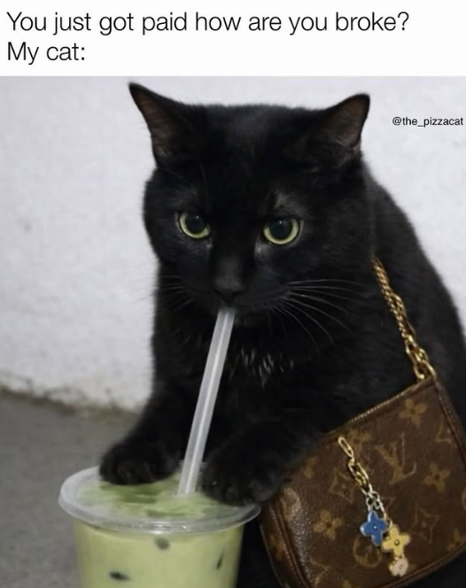 You just got paid how are you broke? My cat: @the_pizzacat