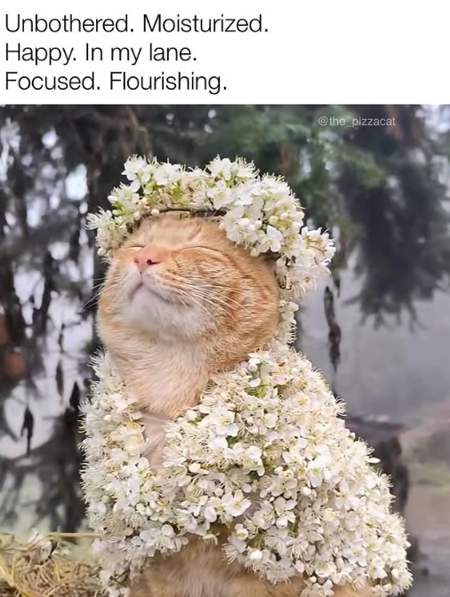 Unbothered. Moisturized. Happy. In my lane. Focused. Flourishing. @the_pizzacat