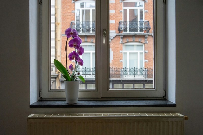 A potted plant with purple flowers sitting on a window