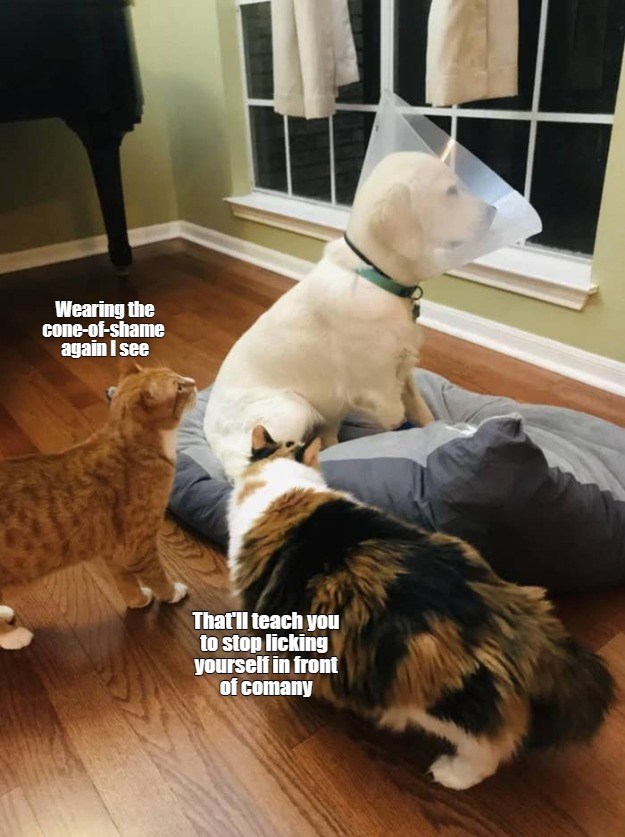 Cheezburger Image 10618273536