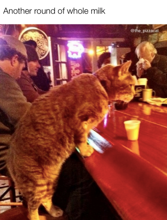 Another round of whole milk @the_pizzacat