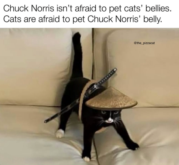Chuck Norris isn't afraid to pet cats' bellies. Cats are afraid to pet Chuck Norris' belly. @the_pizzacat