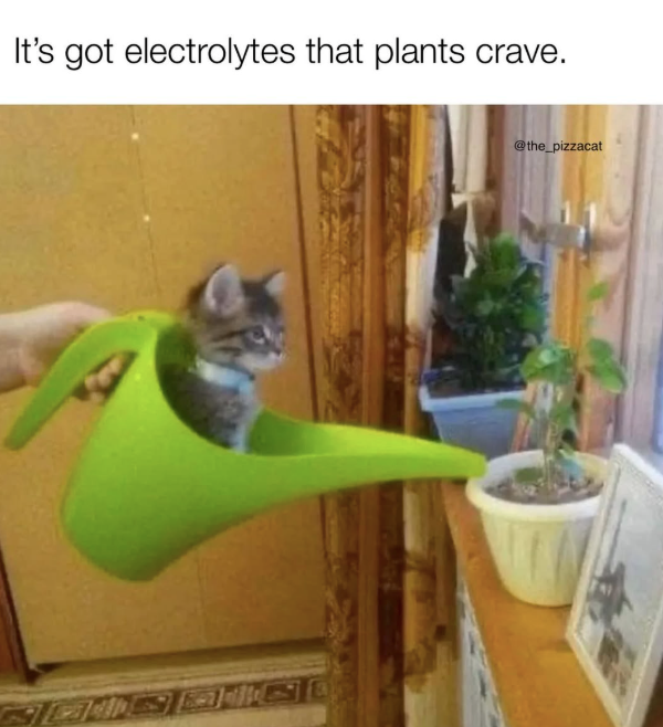 It's got electrolytes that plants crave. @the_pizzacat