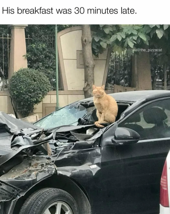 His breakfast was 30 minutes late. @the_pizzacat