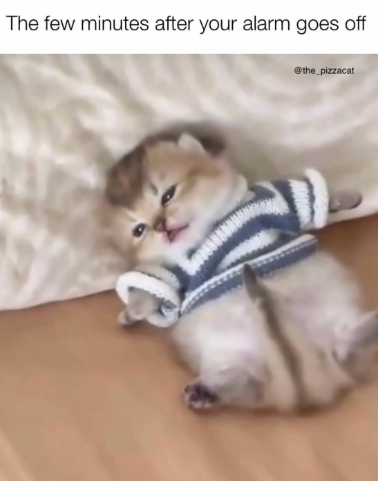 The few minutes after your alarm goes off @the_pizzacat