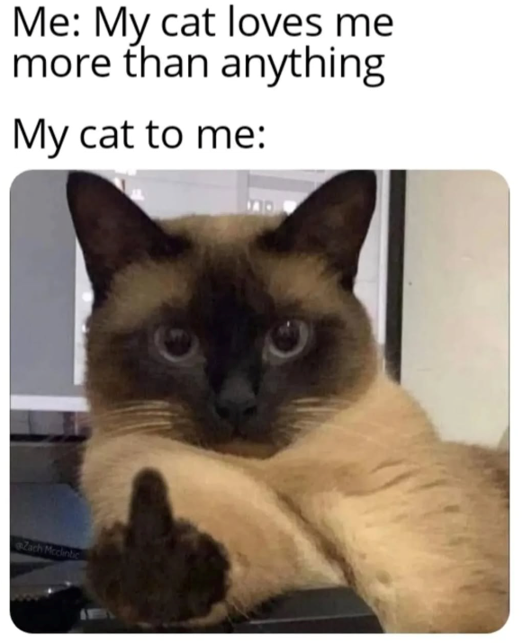 Me: My cat loves me more than anything My cat to me: Zach Mcclintic