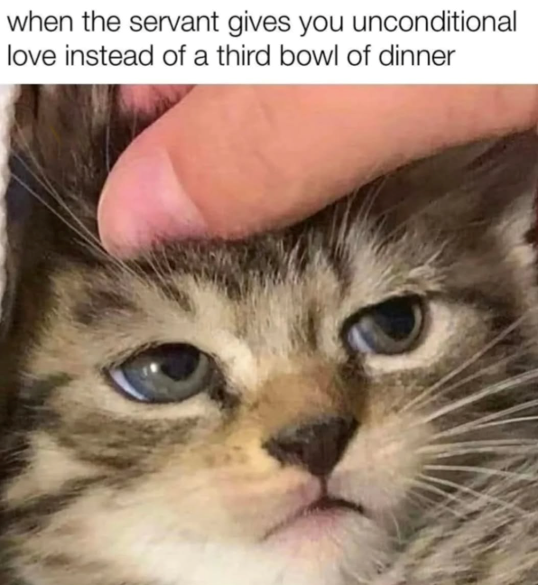 when the servant gives you unconditional love instead of a third bowl of dinner