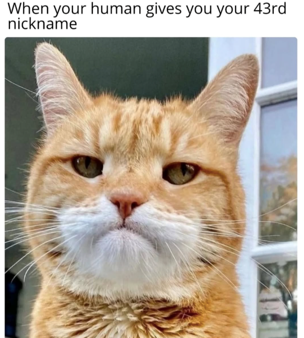When your human gives you your 43rd nickname