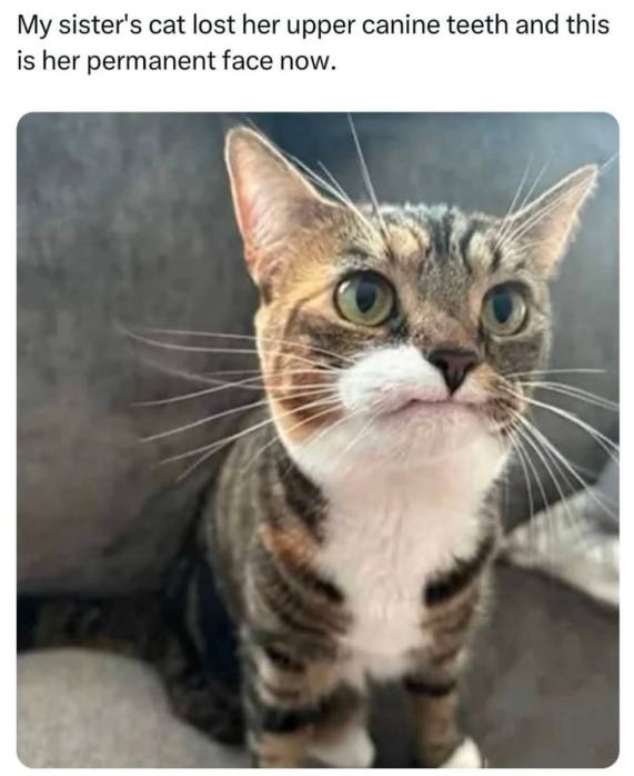 My sister's cat lost her upper canine teeth and this is her permanent face now.