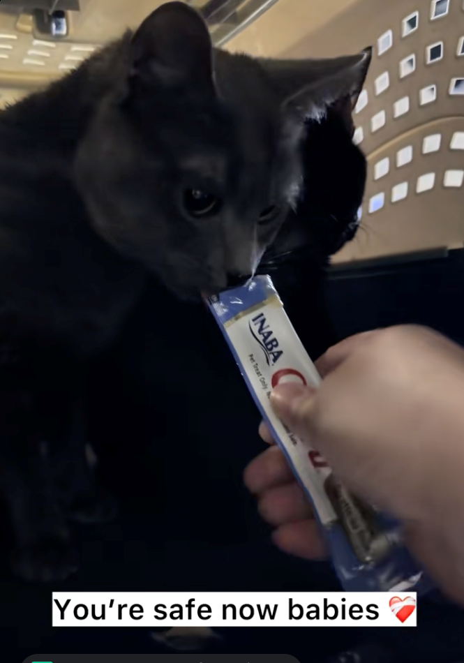 111 INABA Pet Treat Only You're safe now babies