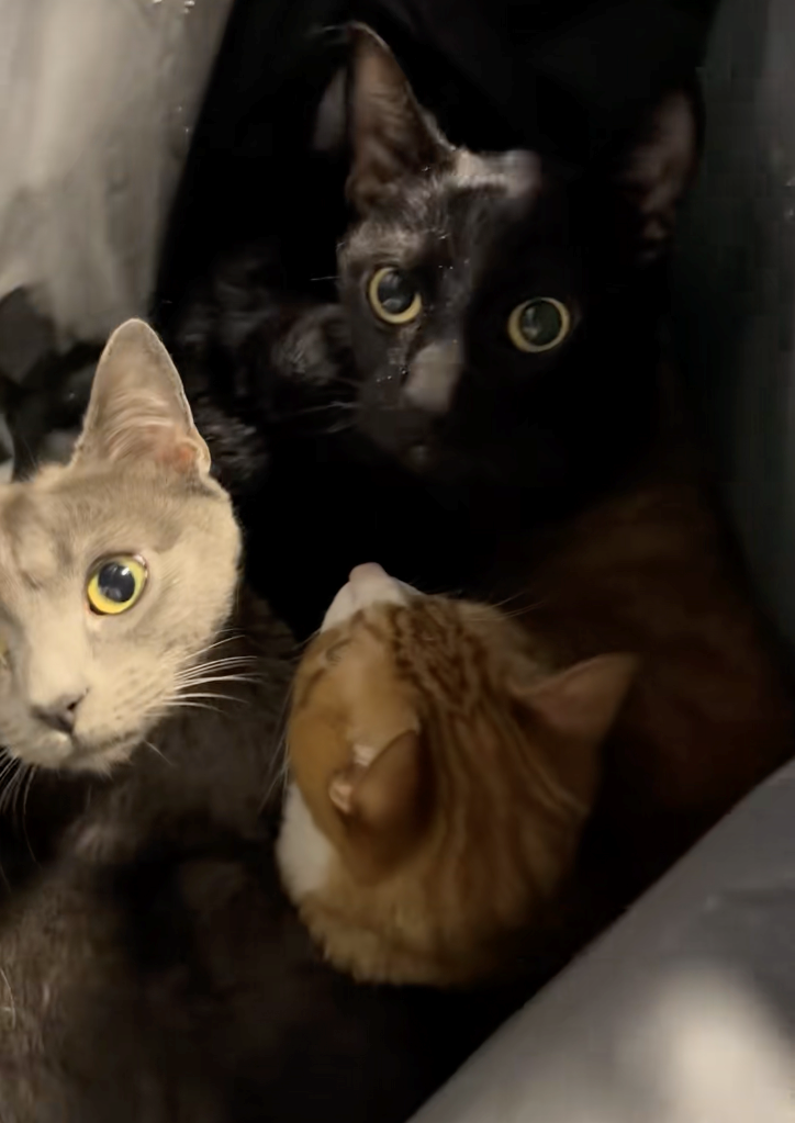 Cheezburger Image 10618283264